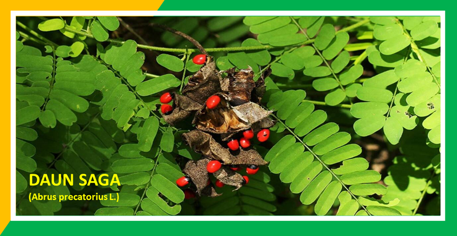 Khasiat Daun Saga Sembuhkan Batuk